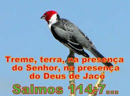 sl-114-treme-terra