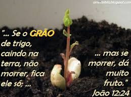 xx04.11 grão morre