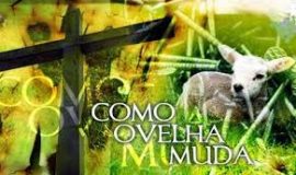 Dvc 05.08 ovelha muda