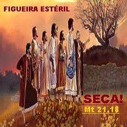N.oc 03.27 fifueira seca