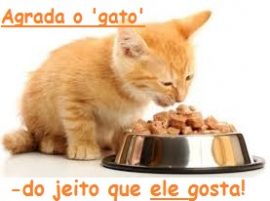 N.Oc 06.15 agrada o gato