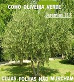 NEW 05.12 OLIVEIRA 11