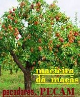 new 0120 DÁ MAÇÃS